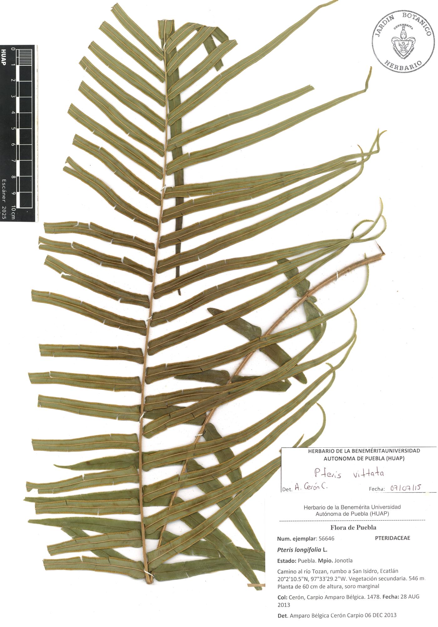 Pteris vittata image